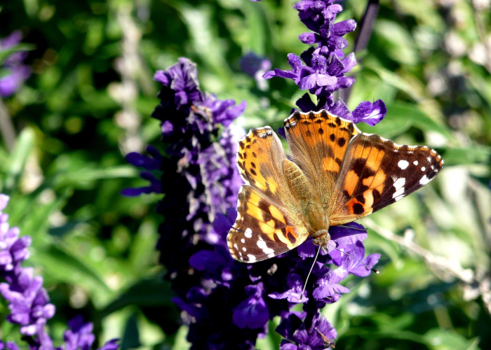 🎁 北京昨日新增11病例7例在丰台,北京新增2例丰台