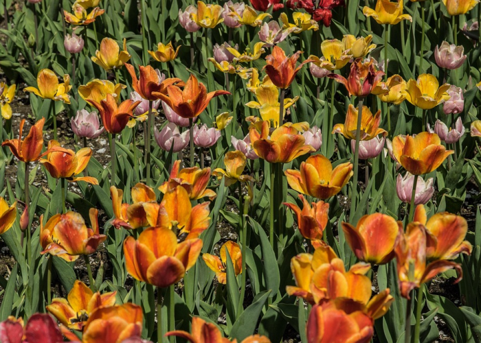 河北邢台新增2例外省输入无症状河北邢台新增两例