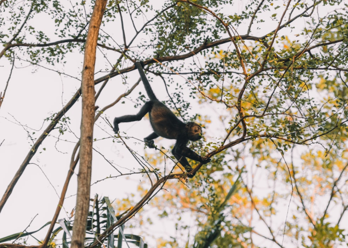 北京新增2例无症状感染者北京新增两名无症状