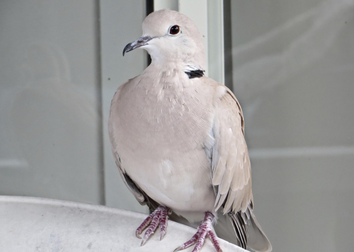 北京昨日新增33例本土确诊,北京昨日新增本地确诊病例31例名单