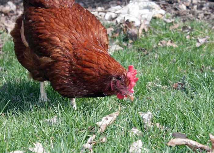 31省新增确诊16例 其中本土确诊2例(31省新增本土确诊26例涉及7省市)