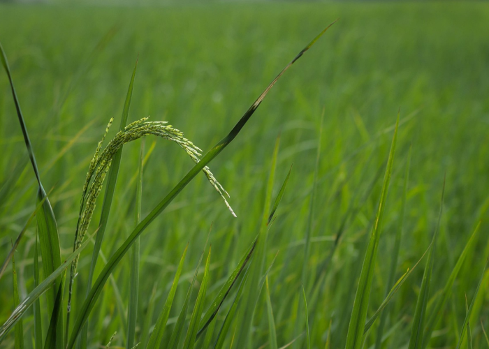 【长风破浪会有时直挂云帆济沧海是什么主题,长风破浪会有时 直挂云帆济沧海的作者是】