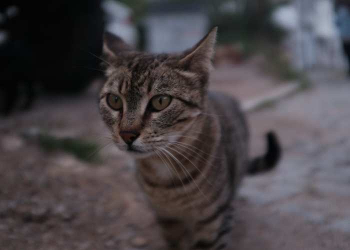 成都疫情未来3至5天是关键,成都疫情几天零增长