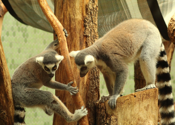 29例背后的京城烟火：护国寺小吃店确诊者与一座城市的免疫博弈