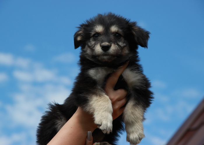 苏州市疫情联防联控指挥部(苏州市疫情)