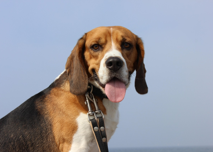 三明北站在哪，三明北站有火车吗