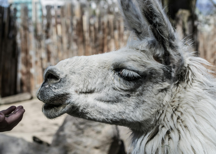 新疆现有3119人接受医学观察,新疆现有3119人接受医学观察人员