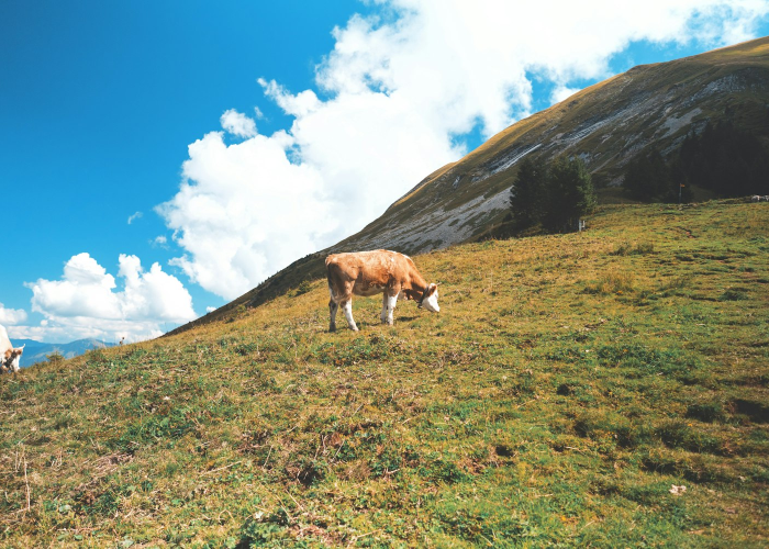 山东新增4例本土无症状(山东新增9例本土无症状)