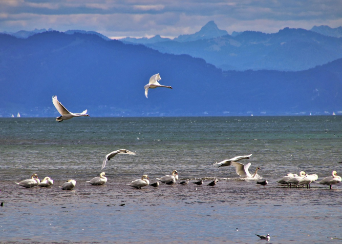 (信息洪流中的信任灯塔与治理温度)；上海疫情发布会