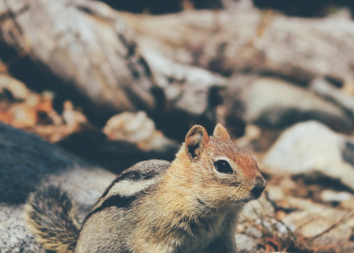 37例感染与一片茶园：蜱虫叮咬背后，一个省份的免疫网络被重新测试